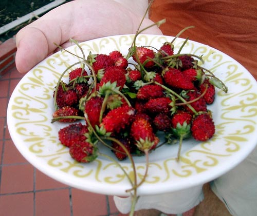 2010_07_fraises.jpg