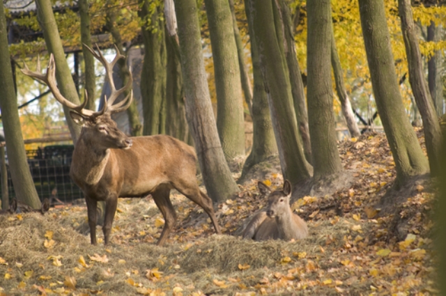 2011_11_16_deer.jpg