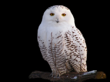 2011_12_14_snowy_owl.jpg