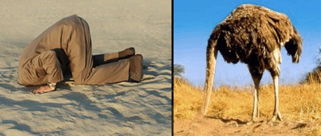 2011_12_1_ostrich.jpg