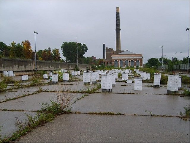 2011_6_21_bees.jpg