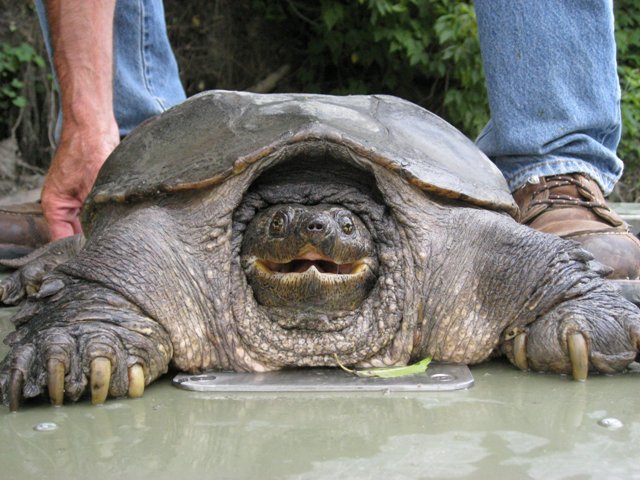 2011_7_21_turtle.jpg