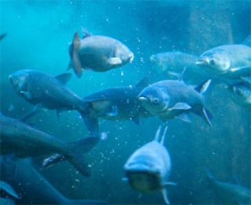 2011_8_25_Asiancarp.jpg