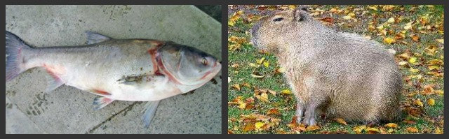 2011_8_carp_vs_capybara.jpg