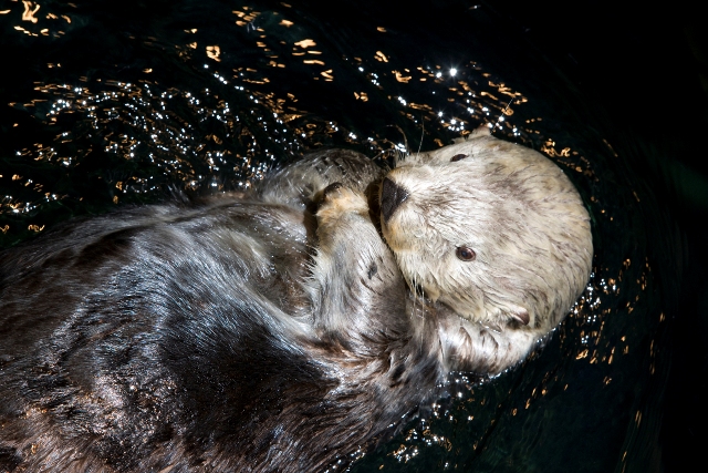 2012_10_10_kenai.jpg