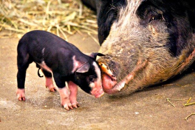 2012_6_22_LPZOOpiglets1.jpg
