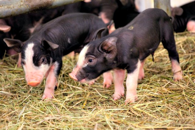 2012_6_22_LPZOOpiglets2.jpg