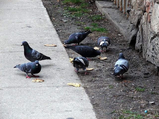 2012_6_5_pigeons.jpg