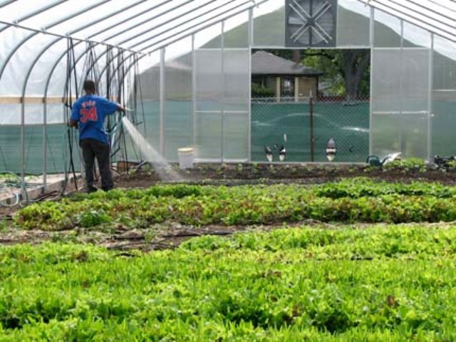 2012_7_27_wood_street_urban_farm.jpg