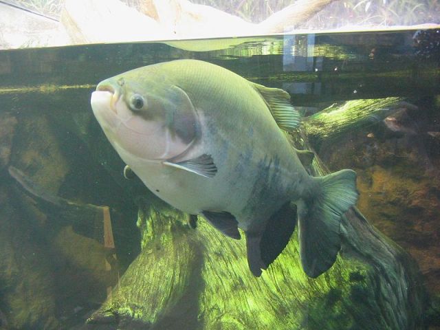 2012_7_9_pacu.jpg