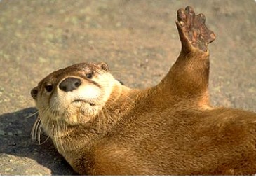 2012_9_7_riverotter.jpg
