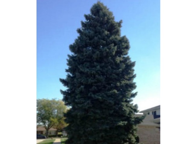 2013_11_4_chicagochristmastree.jpg