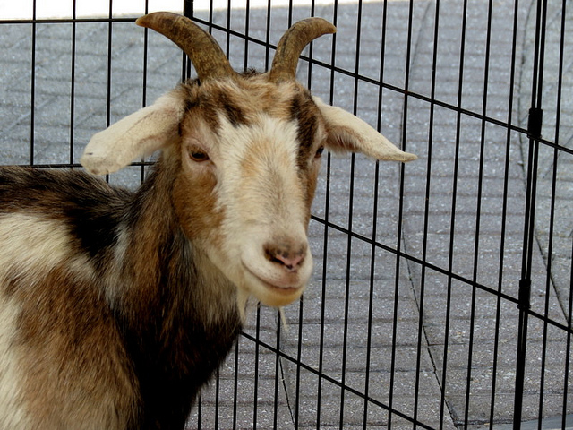 2013_4_11_goat.jpg