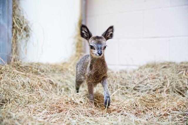 2014_5_7_klipspringer.jpg