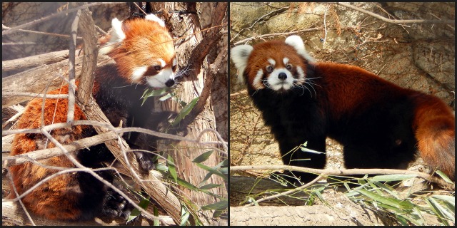 2015_2_17_redpandas_jilldignanphoto.jpg