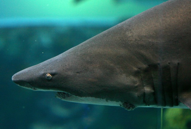 Shark.jpg