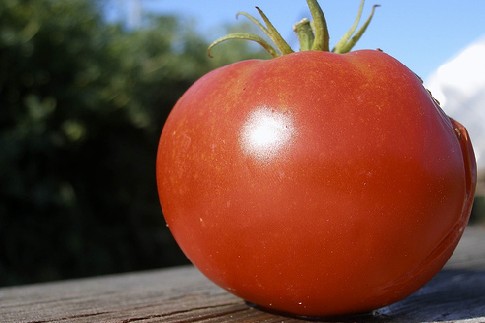 2007_09tomato.jpg