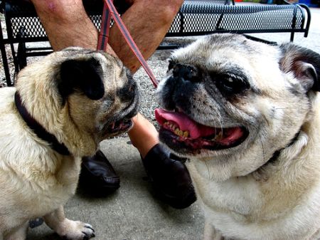 2008_6_dog_food.jpg