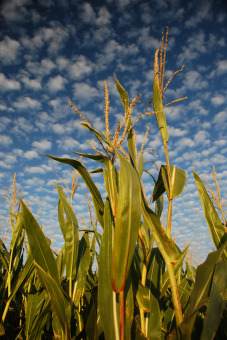 2009_3_cornfield.jpg