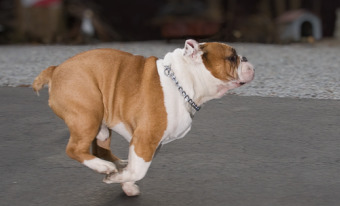 2009_5_run_bosco_run.jpg
