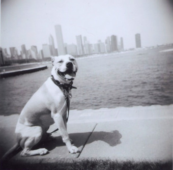 2009_8_dog.jpg