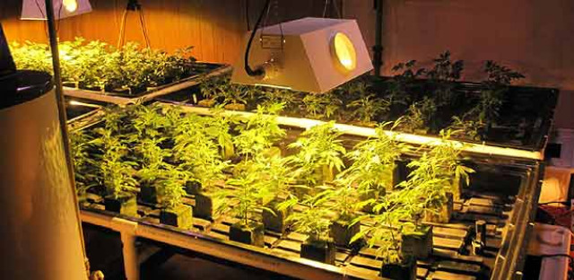 2010_2_pot_farm.jpg