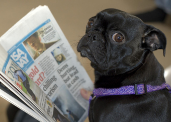 2010_3_Dog_Reads_Newspaper.jpg