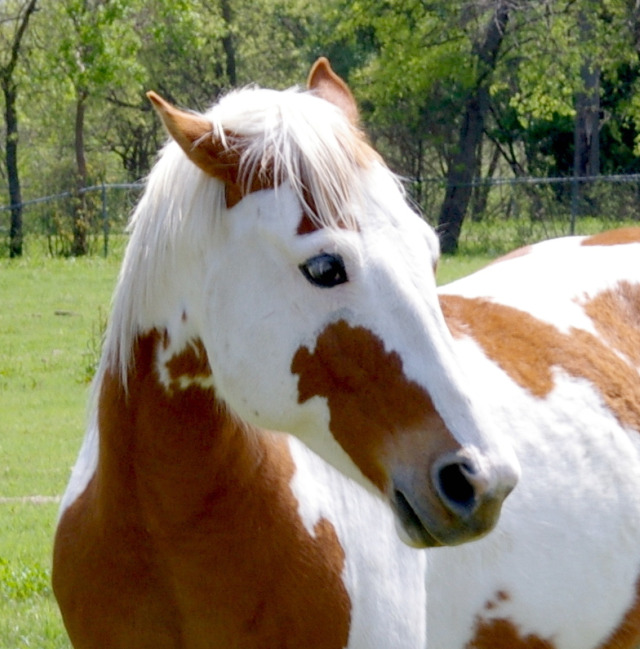 2010_4_urban_horse.jpg
