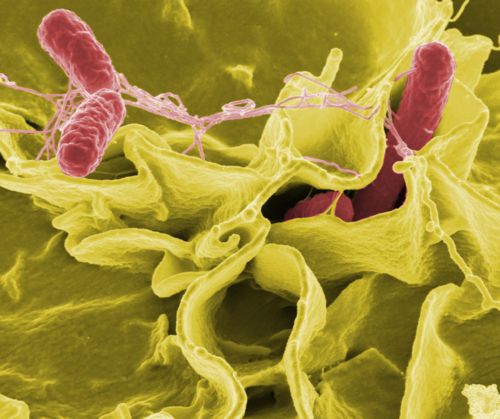 2007_7_salmonella.jpg