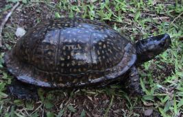 2007_9_turtle.jpg