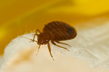 2015_1_22BedBug.jpg