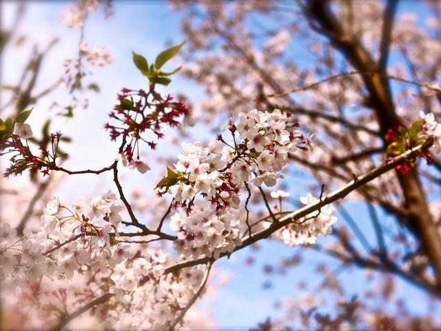 2015_3_31CherryBlossom2.jpg