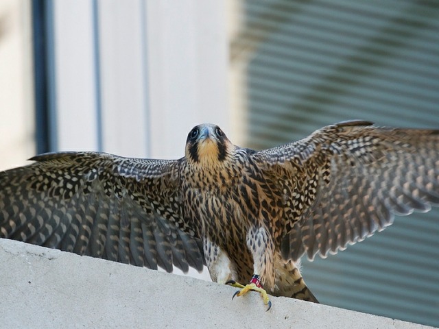 2015_3_falcon.jpg