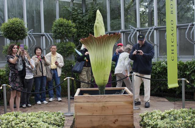 CorpseFlower.jpg