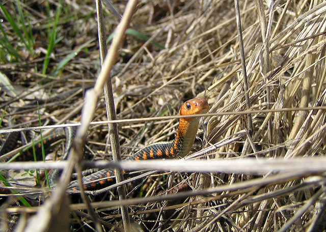 GarterSnake.jpg