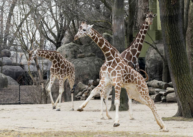Giraffes.jpg