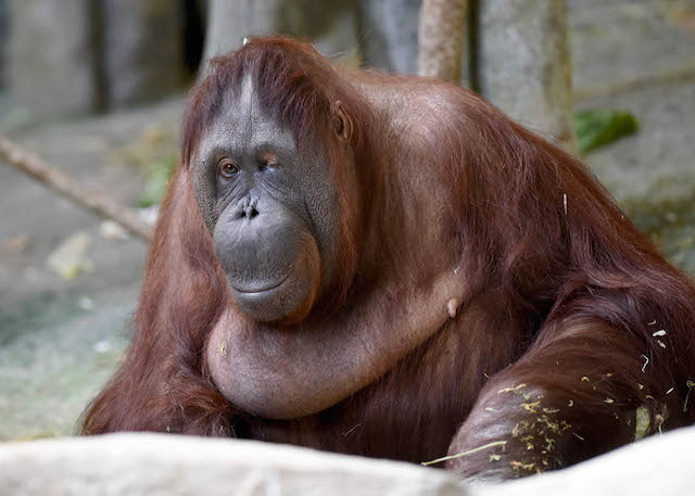 MaggieTheOrangutan.jpg
