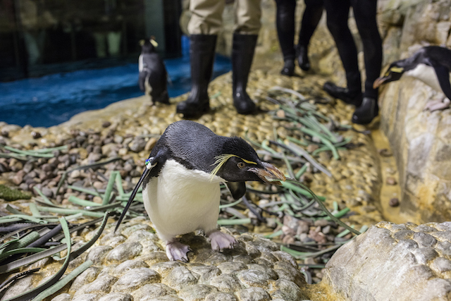 SheddPenguin.jpg