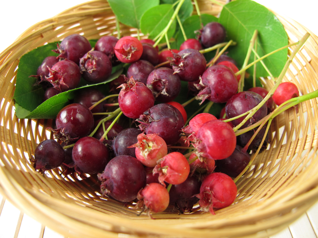 2014_06_serviceberries.png