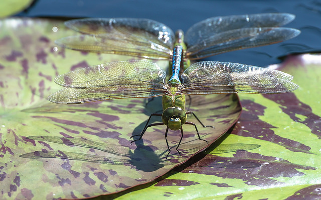 2015_08_green_darner.jpg