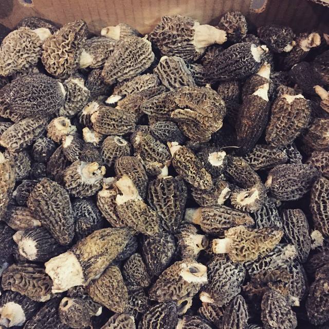 2015_owen_engine_morels.jpg