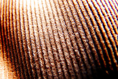2008_10_corduroy.jpg