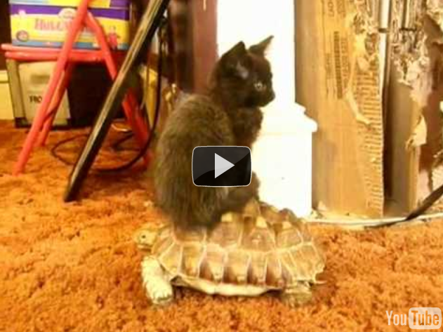 2010_11_kitten_turtle.png