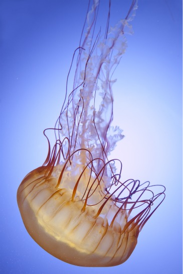2011_06_shedd_jellies.jpg
