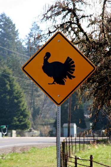 2011_11_turkey_crossing.jpg