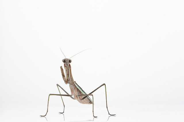 2014_12_ask_a_scientist_mantis.jpg