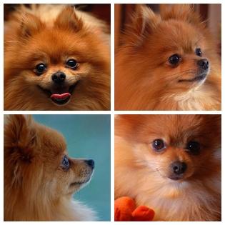 03-22-08_Pomeranian.jpg