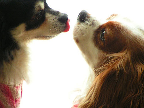 06-14-08_dog_flu.jpg