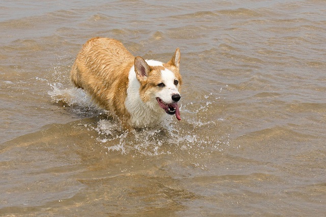corgi-beach.jpg