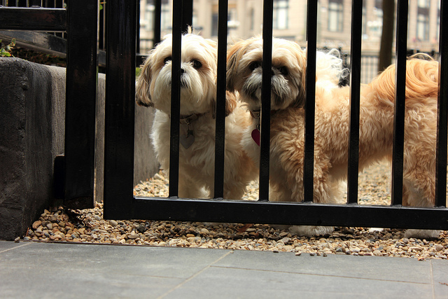 dog-park.jpg